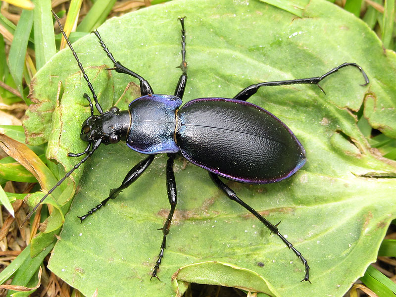 Carabidae: Carabus problematicus ??  No, Carabus germari